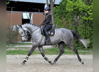 Sportivo Ungherese / Sportivo dell'Ungheria, Castrone, 5 Anni, 171 cm, Grigio