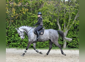 Sportivo Ungherese / Sportivo dell'Ungheria, Castrone, 5 Anni, 171 cm, Grigio