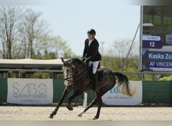 Sportivo Ungherese / Sportivo dell'Ungheria, Castrone, 5 Anni, 177 cm, Grigio