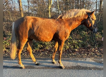 Sportivo Ungherese / Sportivo dell'Ungheria, Castrone, 6 Anni, 141 cm, Sauro
