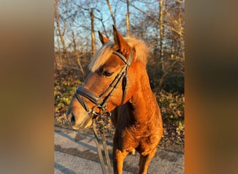 Sportivo Ungherese / Sportivo dell'Ungheria, Castrone, 6 Anni, 141 cm, Sauro