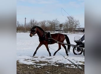 Sportivo Ungherese / Sportivo dell'Ungheria, Castrone, 6 Anni, 152 cm, Baio ciliegia