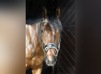 Sportivo Ungherese / Sportivo dell'Ungheria, Castrone, 6 Anni, 163 cm, Baio