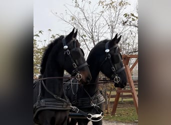 Sportivo Ungherese / Sportivo dell'Ungheria, Castrone, 6 Anni, 165 cm, Baio scuro