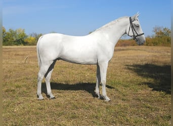 Sportivo Ungherese / Sportivo dell'Ungheria, Castrone, 6 Anni, 173 cm, Grigio