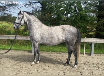 Sportivo Ungherese / Sportivo dell'Ungheria, Castrone, 7 Anni, 142 cm, Grigio