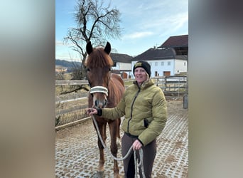 Sportivo Ungherese / Sportivo dell'Ungheria Mix, Castrone, 7 Anni, 152 cm, Sauro