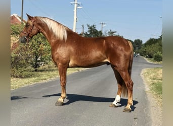 Sportivo Ungherese / Sportivo dell'Ungheria, Castrone, 7 Anni, 161 cm, Sauro