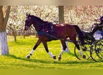 Sportivo Ungherese / Sportivo dell'Ungheria, Castrone, 7 Anni, 165 cm, Baio ciliegia