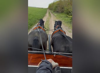 Sportivo Ungherese / Sportivo dell'Ungheria, Castrone, 7 Anni, 165 cm, Morello