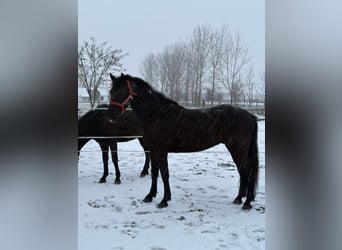 Sportivo Ungherese / Sportivo dell'Ungheria, Castrone, 7 Anni, 165 cm, Morello