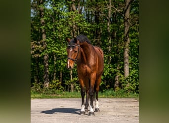 Sportivo Ungherese / Sportivo dell'Ungheria, Castrone, 7 Anni, 167 cm, Baio