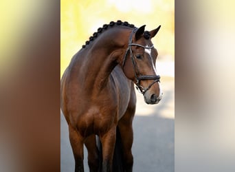 Sportivo Ungherese / Sportivo dell'Ungheria, Castrone, 7 Anni, 168 cm, Baio
