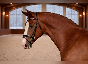 Sportivo Ungherese / Sportivo dell'Ungheria, Castrone, 7 Anni, 168 cm, Sauro scuro