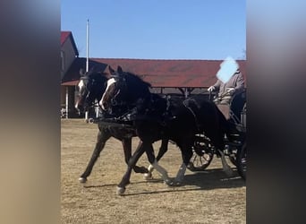 Sportivo Ungherese / Sportivo dell'Ungheria, Castrone, 7 Anni, 170 cm, Baio ciliegia