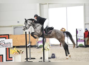 Sportivo Ungherese / Sportivo dell'Ungheria, Castrone, 7 Anni, 174 cm, Grigio