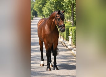 Sportivo Ungherese / Sportivo dell'Ungheria, Castrone, 8 Anni, 160 cm, Baio ciliegia