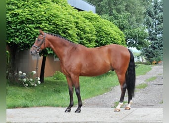 Sportivo Ungherese / Sportivo dell'Ungheria, Castrone, 8 Anni, 168 cm, Baio