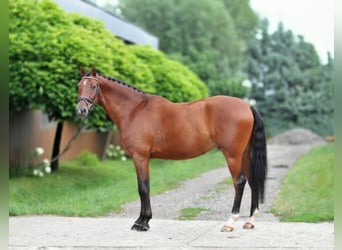 Sportivo Ungherese / Sportivo dell'Ungheria, Castrone, 8 Anni, 168 cm, Baio