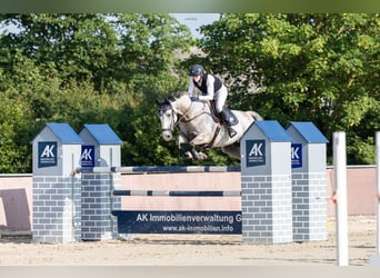 Sportivo Ungherese / Sportivo dell'Ungheria, Castrone, 8 Anni, 168 cm, Grigio pezzato