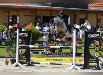 Sportivo Ungherese / Sportivo dell'Ungheria, Castrone, 8 Anni, 168 cm, Grigio pezzato