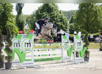Sportivo Ungherese / Sportivo dell'Ungheria, Castrone, 8 Anni, 168 cm, Grigio pezzato
