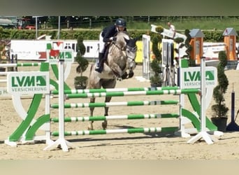 Sportivo Ungherese / Sportivo dell'Ungheria, Castrone, 8 Anni, 168 cm, Grigio pezzato