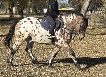 Sportivo Ungherese / Sportivo dell'Ungheria, Castrone, 8 Anni, 169 cm