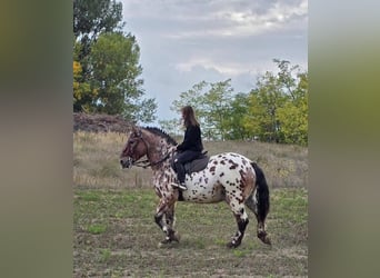 Sportivo Ungherese / Sportivo dell'Ungheria, Castrone, 8 Anni, 169 cm, Leopard