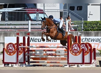 Sportivo Ungherese / Sportivo dell'Ungheria, Castrone, 8 Anni, 170 cm, Sauro