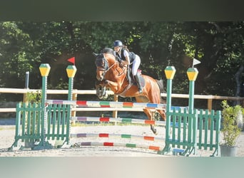 Sportivo Ungherese / Sportivo dell'Ungheria, Castrone, 9 Anni, 165 cm, Baio scuro