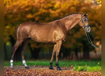 Sportivo Ungherese / Sportivo dell'Ungheria, Castrone, 9 Anni, 168 cm, Baio ciliegia