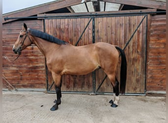 Sportivo Ungherese / Sportivo dell'Ungheria, Castrone, 9 Anni, 171 cm, Baio