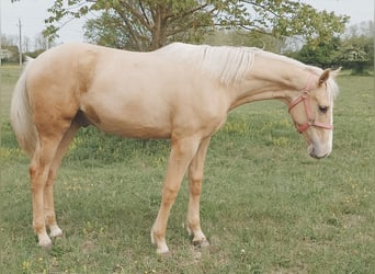 Sportivo Ungherese / Sportivo dell'Ungheria, Castrone, Puledri (01/2026), 157 cm, Palomino