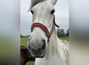 Sportivo Ungherese / Sportivo dell'Ungheria Mix, Giumenta, 10 Anni, 165 cm, Grigio