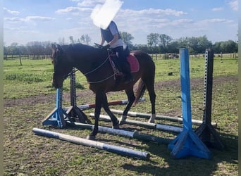 Sportivo Ungherese / Sportivo dell'Ungheria, Giumenta, 11 Anni, 169 cm, Baio ciliegia