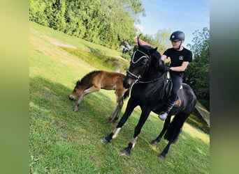 Sportivo Ungherese / Sportivo dell'Ungheria Mix, Giumenta, 13 Anni, 165 cm, Baio scuro