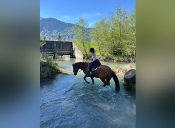 Sportivo Ungherese / Sportivo dell'Ungheria, Giumenta, 14 Anni, 154 cm, Sauro