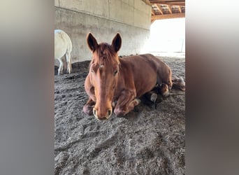 Sportivo Ungherese / Sportivo dell'Ungheria, Giumenta, 14 Anni, 154 cm, Sauro