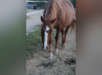 Sportivo Ungherese / Sportivo dell'Ungheria, Giumenta, 14 Anni, 160 cm, Sauro