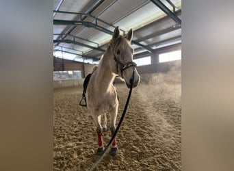 Sportivo Ungherese / Sportivo dell'Ungheria, Giumenta, 14 Anni, 165 cm, Grigio