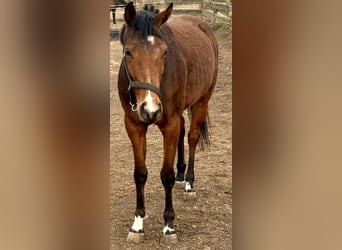 Sportivo Ungherese / Sportivo dell'Ungheria, Giumenta, 4 Anni, 162 cm, Baio scuro