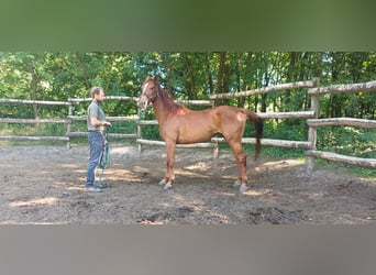 Sportivo Ungherese / Sportivo dell'Ungheria, Giumenta, 4 Anni, 162 cm, Sauro ciliegia