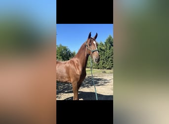 Sportivo Ungherese / Sportivo dell'Ungheria, Giumenta, 4 Anni, 176 cm, Sauro scuro
