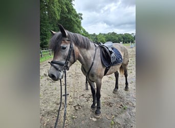 Sportivo Ungherese / Sportivo dell'Ungheria, Giumenta, 5 Anni, 147 cm, Grigio pezzato