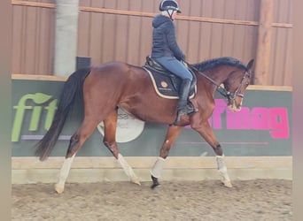 Sportivo Ungherese / Sportivo dell'Ungheria, Giumenta, 5 Anni, 171 cm, Baio