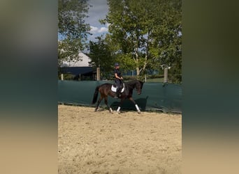 Sportivo Ungherese / Sportivo dell'Ungheria, Giumenta, 6 Anni, 160 cm, Baio ciliegia