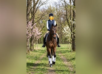 Sportivo Ungherese / Sportivo dell'Ungheria, Giumenta, 6 Anni, 160 cm, Baio ciliegia