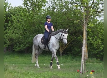 Sportivo Ungherese / Sportivo dell'Ungheria, Giumenta, 6 Anni, 162 cm, Grigio