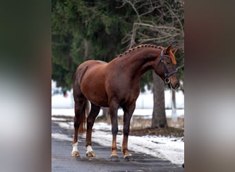 Sportivo Ungherese / Sportivo dell'Ungheria, Giumenta, 6 Anni, 168 cm, Sauro scuro